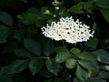 Sambucus nigra IMG_4387 Bez czarny